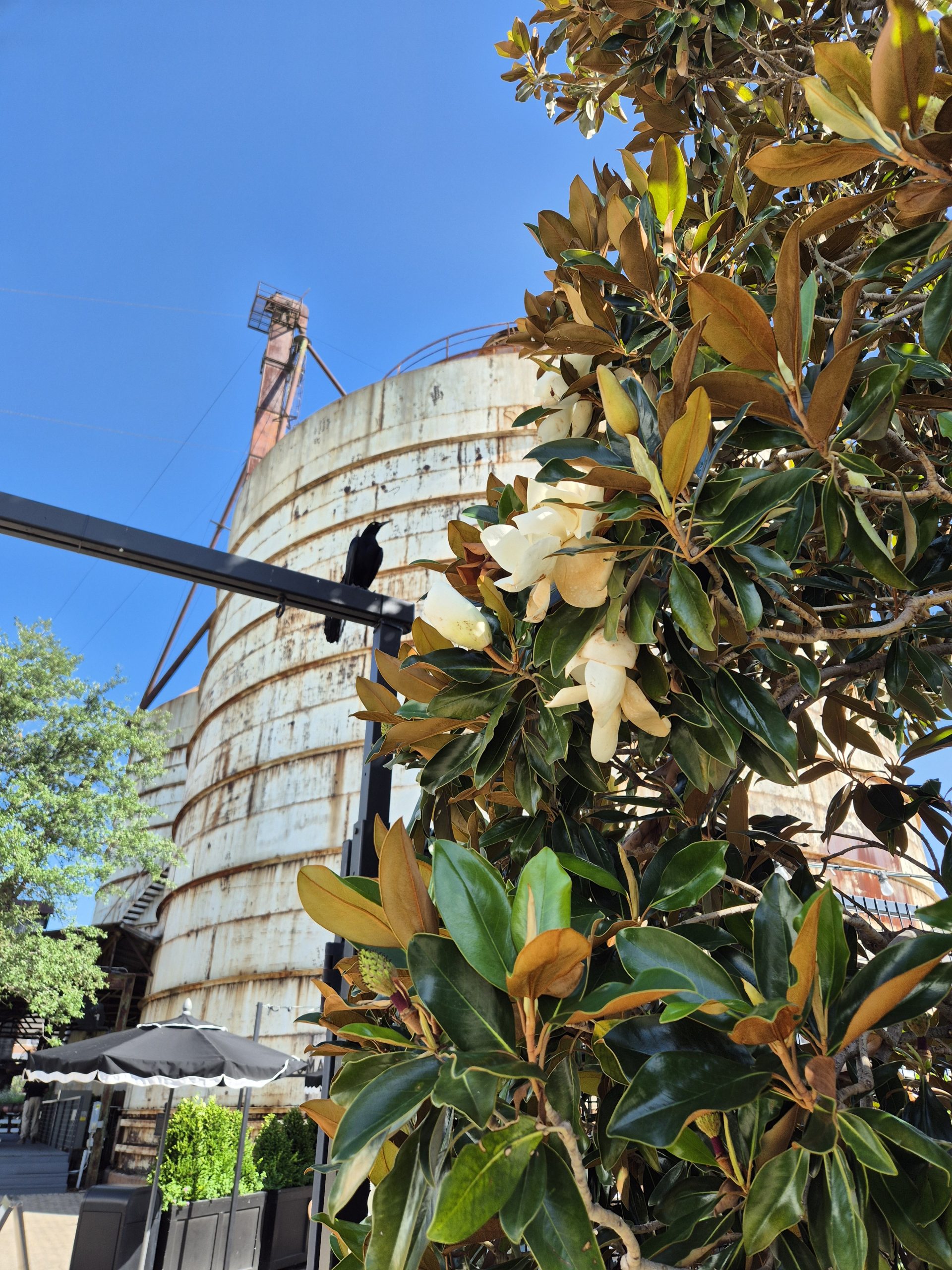 A Magnolia Dream: Our Fixer Upper-inspired visit to Waco, Texas